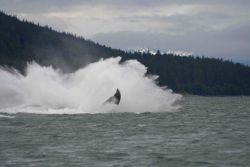 A humpback whale lands in the water after breaching near Auke Bay, Alaska. Image