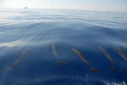 Dolphin cruising ahead of boat towards DAVID STARR JORDAN. Image