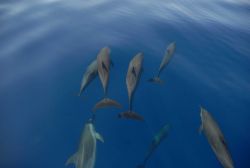 Dolphin. Image