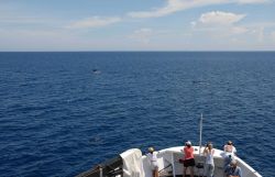 A pod of sperm whales off the bow of the DAVID STARR JORDAN. Image