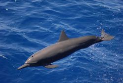 Dolphin. Image