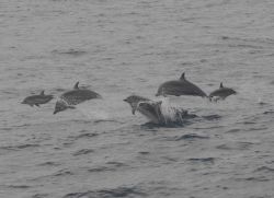 Pod of dolphin. Image