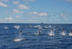 Pod of dolphin with NOAA Ship DAVID STARR JORDAN in the distance. Image