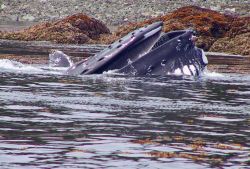 A humpback whale feeding on YOY pollock. Image