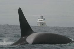 A killer whale crossing the bow of the NOAA Ship McARTHUR II. Image