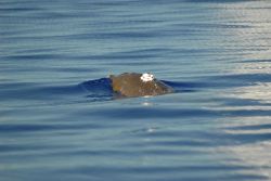 Satellite transmitter on back of beaked whale. Photo