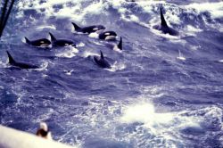 A pod of killer whales (Orcinus orca) in the North Pacific Image