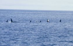 A pod of killer whales (Orcinus orca) in the North Pacific Image