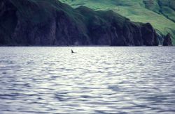 A lone killer whale (Orcinus orca) seen cruising off an Aleutian Island. Image