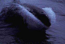 Almost a head-on view of a killer whale (Orcinus orca) sprinting. Image