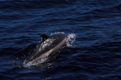 A leaping dolphin. Image