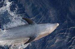Bottlenose dolphin Photo