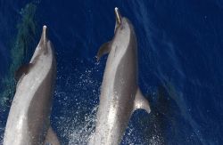 Pantropical spotted dolphin Image