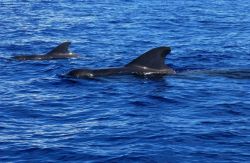 Pilot whales Image