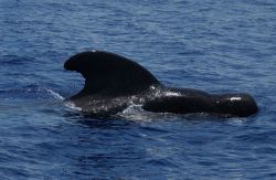 Pilot whale Image