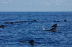 Pilot whales Image