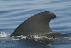 Pilot whale Image