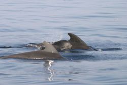 Pilot whales Image