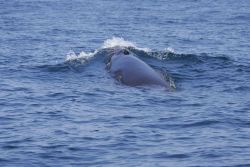 Minke whale Image