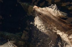 Another view of the growth on the lower jaw of dolphin seen in image anim1291 Image