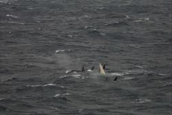 A white killer whale with pod off Alaska's Aleutian Islands. Image