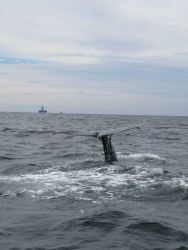 Sperm whale flukes Image