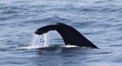 Sperm whale tale Image