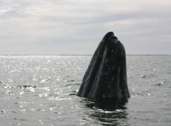 A gray whale sticking its head out of the water to look around, a behavior known as 