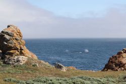 A view of two gray whale blows Image