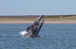 A young western Pacific gray whale breaching off the coast of Sakhalin Island Image