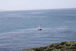 A gray whale cow and calf surfacing in a kelp paddy, next to two sea otters Image