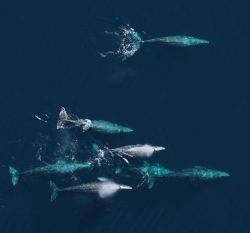 An aerial view of a pod of gray whales Image