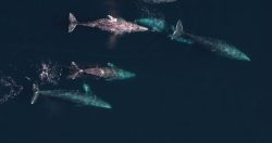 Aerial shot of a pod of gray whales Image