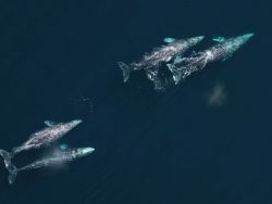 Aerial shot of a pod of gray whales. Image