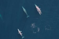 Aerial shot of a small pod of whales Image