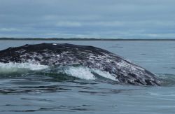 An example of the mottled coloration pattern of a western gray whale that is useful for photo-identifying individuals. Image