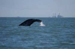 A western gray whale feeding the Okhotsk Sea off northeastern Sakhalin Island Image