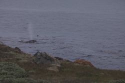 A gray whale cow calf pair moving northward along the coast off Point Piedras Blancas. Image