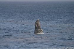 A breaching gray whale off Point Piedras Blancas. Image