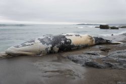 A dead stranded whale at Point Piedras Blancas Image