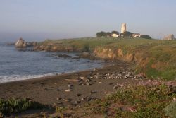 A view of a small elephant seal rookery with the Piedras Blancas lighthouse visible in the background. Image