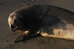 An elephant seal cow baring its teeth. Image