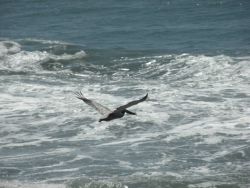 A brown pelican flying over the Central California coast Image