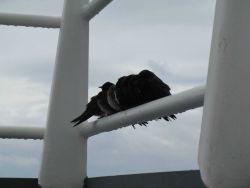 A flock of small shorebirds taking refuge on the NOAA Ship PISCES. Image