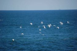 A flock of Forster's ? terns in flight Image