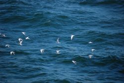 A flock of Forster's ? terns in flight Image