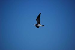 Gull in flight Image