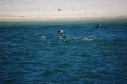 Pelicans fishing Image