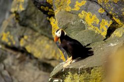 A tufted puffin Image