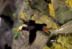 A tufted puffin in flight Image